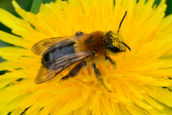 Eine Biene auf einer Löwenzahnblüte