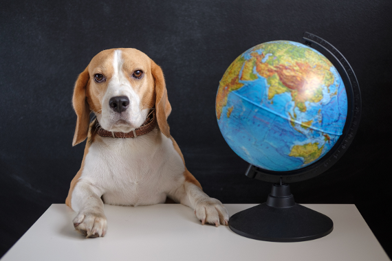 Ein Beagle sitzt vor einer Tafel, neben ihm steht ein Globus.